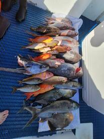 Denarau Island Report Photo 2
