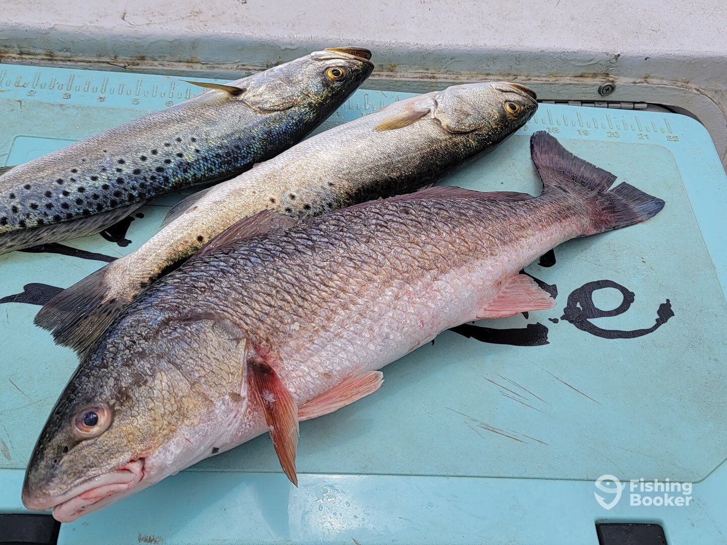 Cedar Key Report Photo 0