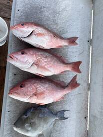 Red Snapper Season Day 1