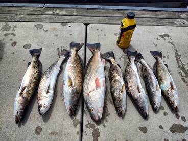 Fat trout friday