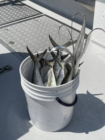 Inshore Action!