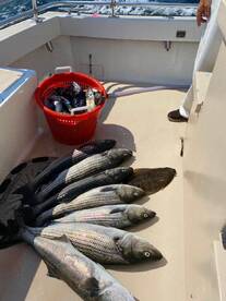 Montauk Report Photo 1