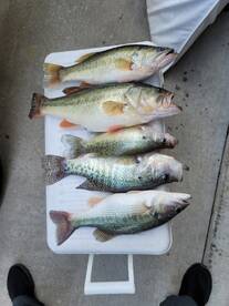 Harrison Report Photo 2