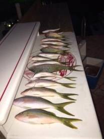1/2 Day trip Yellowtail