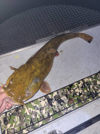 Evening flathead trip