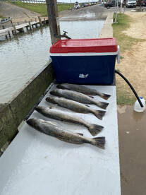 Galveston Report Photo 1