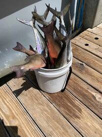 Summer fishing has been great! 