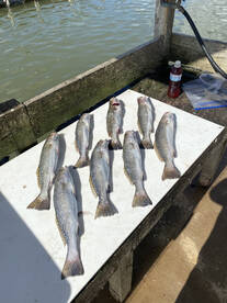 Galveston Report Photo 2