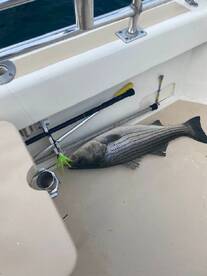 Montauk Report Photo 1