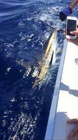 Blue Marlin