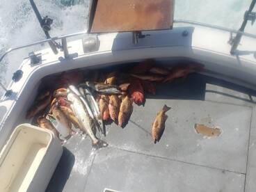 Ensenada Report Photo 2