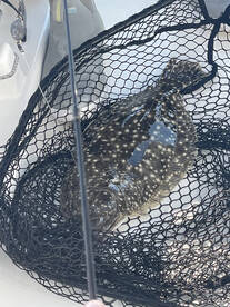 Emerald Isle Report Photo 2