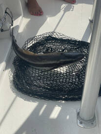 Emerald Isle Report Photo 1