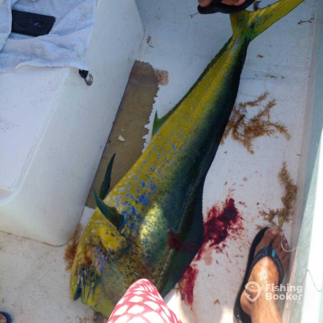 Puerto Aventuras Report Photo 0