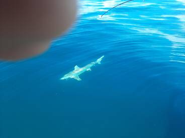 Hard fighting shark and some keeper mang