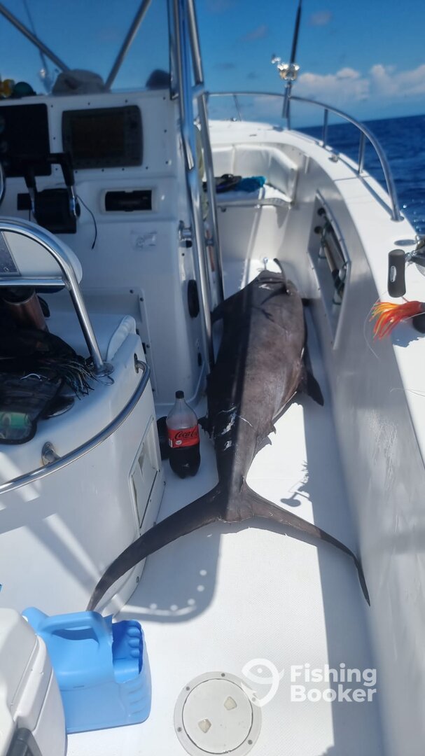Puerto Vallarta Report Photo 0