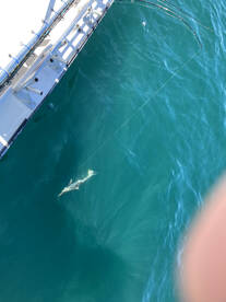 Nags Head Report Photo 1