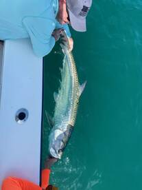 Tarpon Are Everywhere