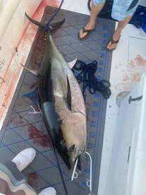Tuna bite remains strong
