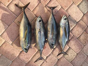 Islamorada Report Photo 1