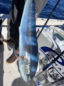 Huntington Beach Report Photo 2