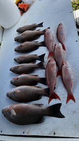 Mangrove Snapper mania! 