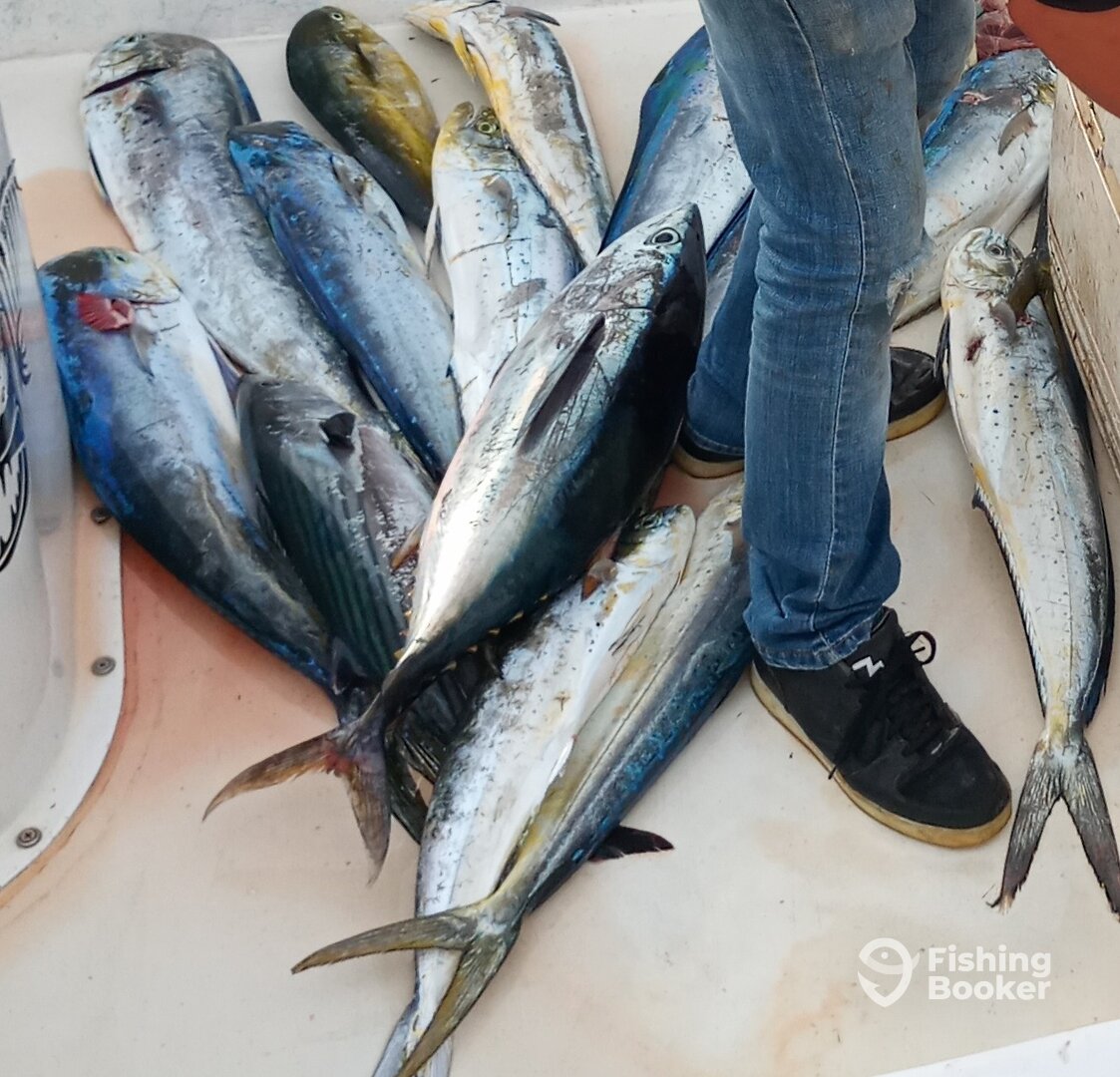 Ensenada Report Photo 0