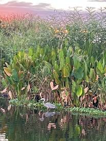 THE BEAUTY OF LAKE OKEECHOBEE!!