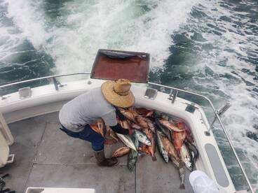 Buena pesca de bonitas y pescado de fond