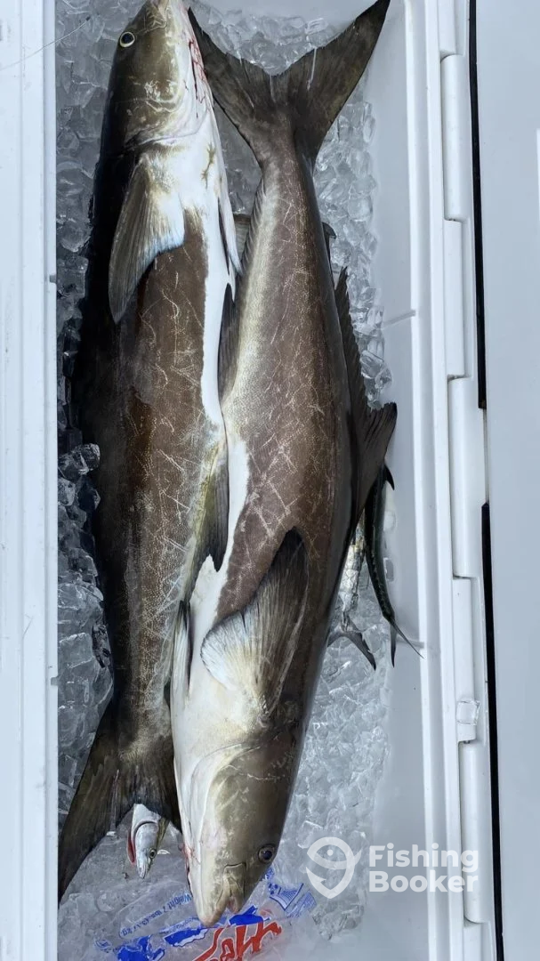 Limit of Cobia 9.6.22