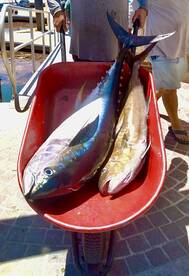 San Jose del Cabo Report Photo 2
