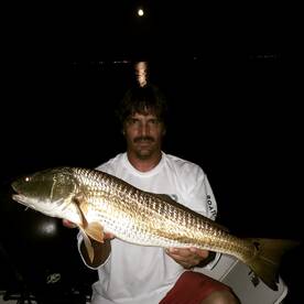 Redfish bite in Tampa Bay is on fire.