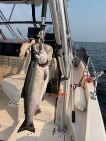 Fall Coho is off to a great start!