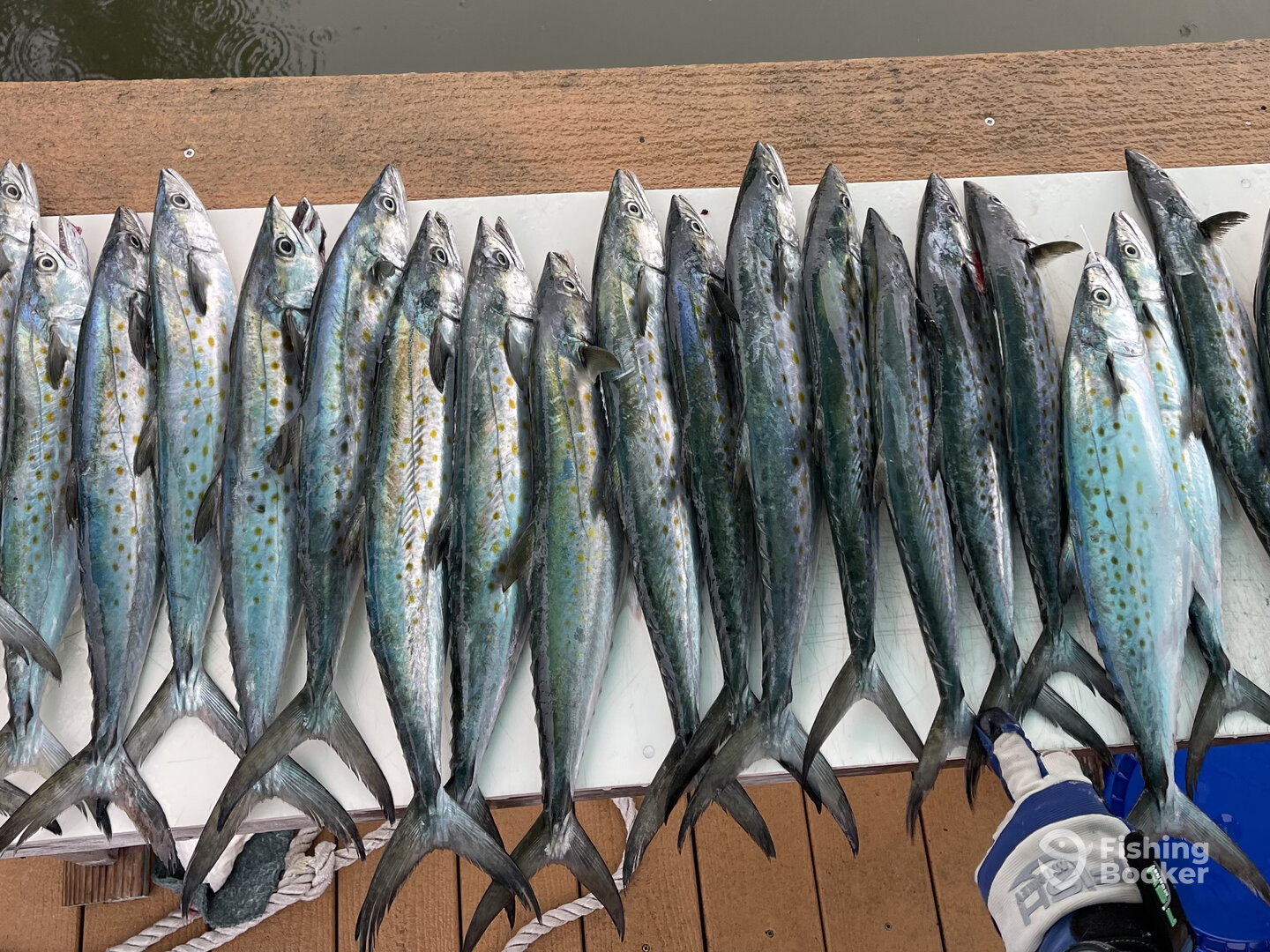 The Spanish Mackerel were plentiful