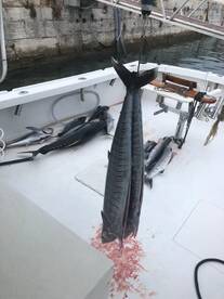 Sandys Report Photo 1