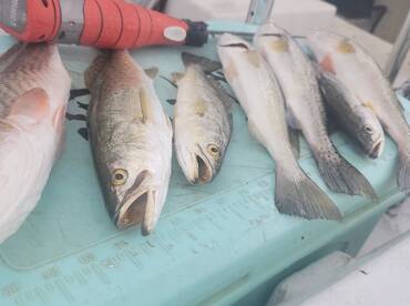 Cedar Key Report Photo 2