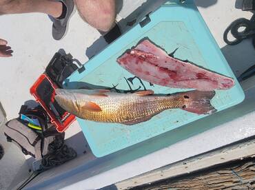 Cedar Key Report Photo 1