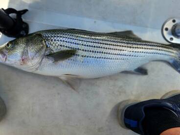 Biggest fish this year over 35 inches 