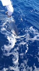 Le Morne Report Photo 1