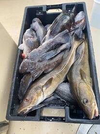 Montauk Report Photo 2
