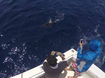 Shark Frenzy in Cabo!