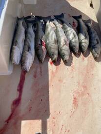 Montauk Report Photo 1