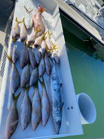 Variety of Snapper and Kingfish
