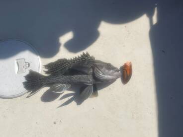 A Sea Bass coughed up a lobster claw! Oct. 9th