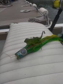 Mahi season is arriving!!