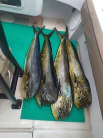 Herradura Report Photo 1