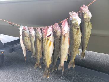 Walleye frenzy