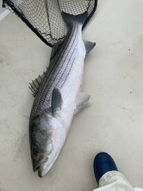 Reedville Report Photo 2