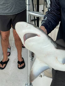 New Smyrna Beach Report Photo 1