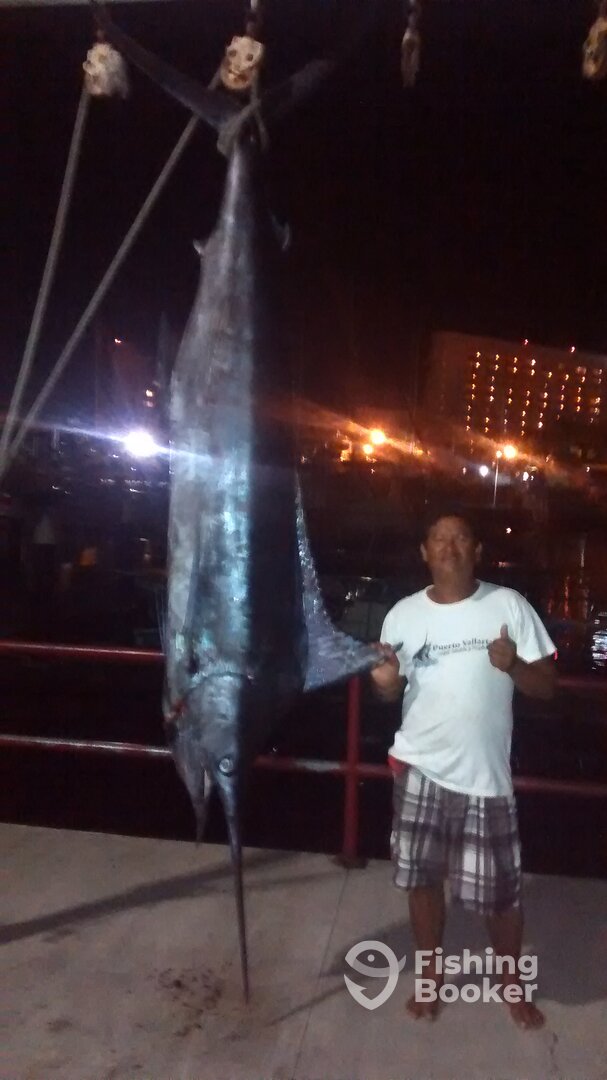 Puerto Vallarta Report Photo 0